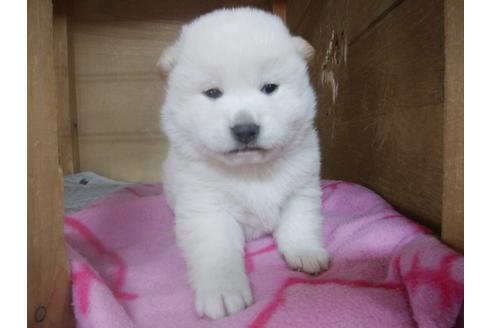 成約済の岡山県の柴犬-117867の1枚目