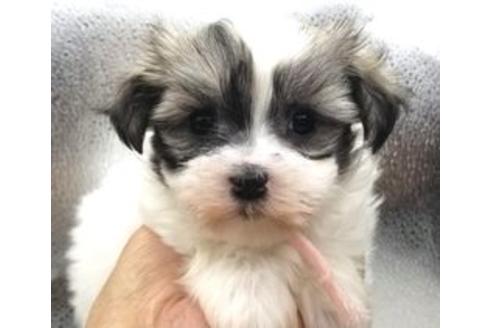 ホワイト＆ブラックのチワマル:チワワ×マルチーズの子犬を探す