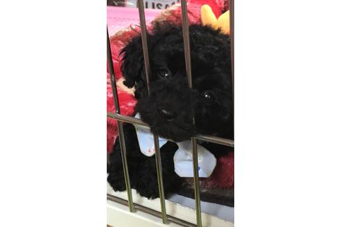 成約済の大阪府のタイニープードル-114716