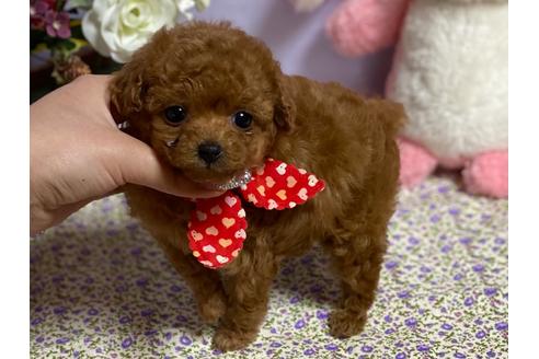 成約済の香川県のティーカッププードル-120933の3枚目