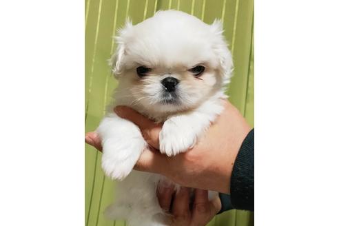 成約済の埼玉県のミックス犬-116447