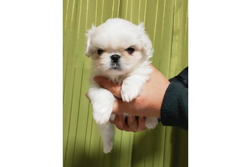 成約済の埼玉県のミックス犬-116447の4枚目