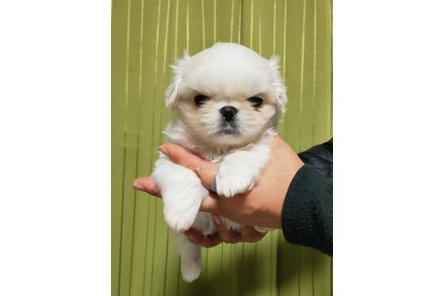 成約済の埼玉県のミックス犬-116447の3枚目