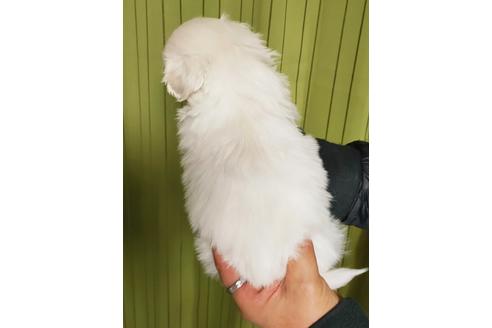 成約済の埼玉県のミックス犬-116447の2枚目