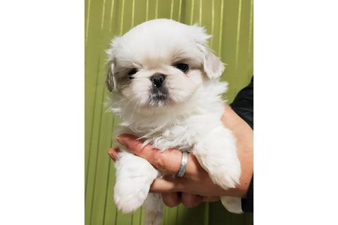 埼玉県のミックス犬 男の子 12 15生まれ ホワイト系 子犬id ブリーダーナビ