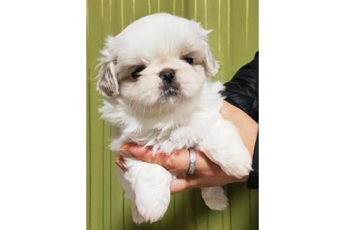 成約済の埼玉県のミックス犬-116448の4枚目