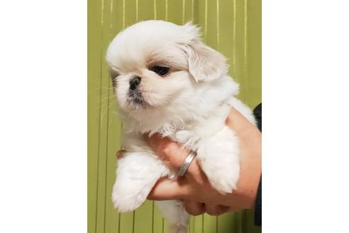 成約済の埼玉県のミックス犬-116448の3枚目