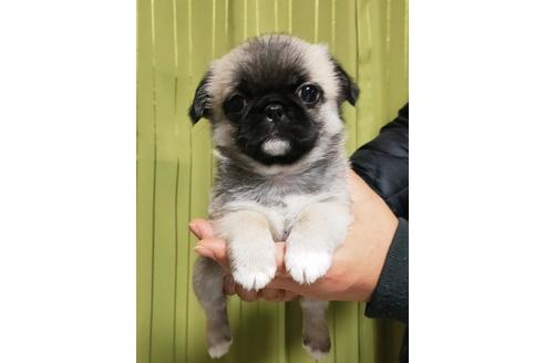 成約済の埼玉県のミックス犬-118015の1枚目