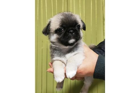 成約済の埼玉県のミックス犬-118015の3枚目