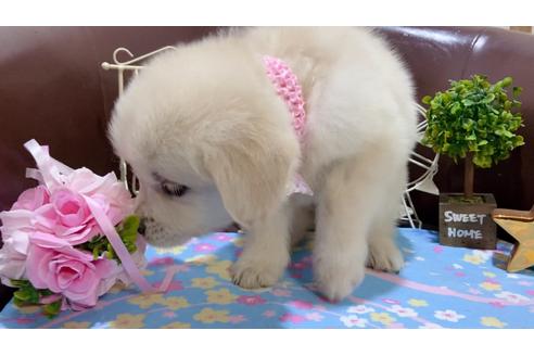 成約済の大阪府のゴールデンレトリーバー-120975の4枚目