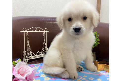 成約済の大阪府のゴールデンレトリーバー-120975の3枚目