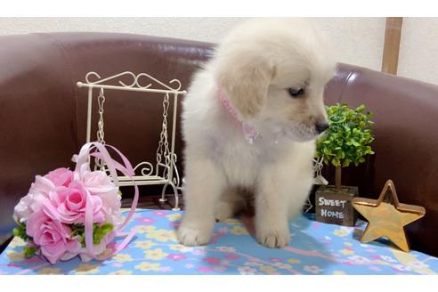 成約済の大阪府のゴールデンレトリーバー-120975の2枚目