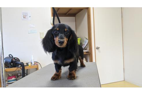成約済の福岡県のミニチュアダックスフンド(ロングヘアード)-107153