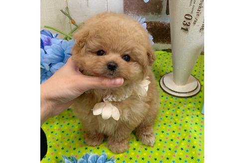 香川県のミックス ポメプー ポメラニアン トイプードル 男の子 12 11生まれ クリーム 子犬id 1227 ブリーダーナビ