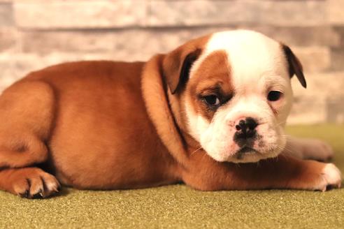 成約済の滋賀県のブルドッグ-121000の1枚目