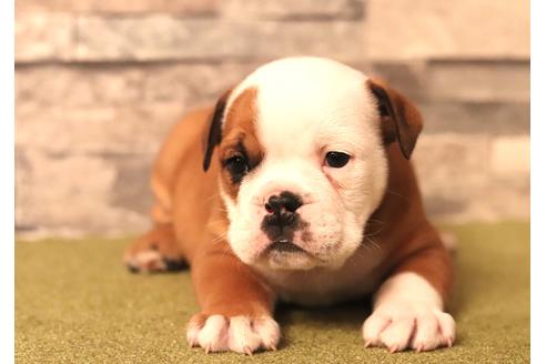 成約済の滋賀県のブルドッグ-121000の2枚目