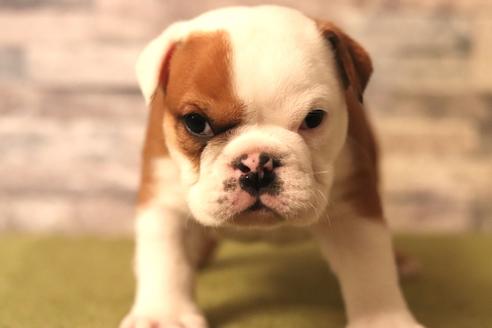 成約済の滋賀県のブルドッグ-121001の1枚目