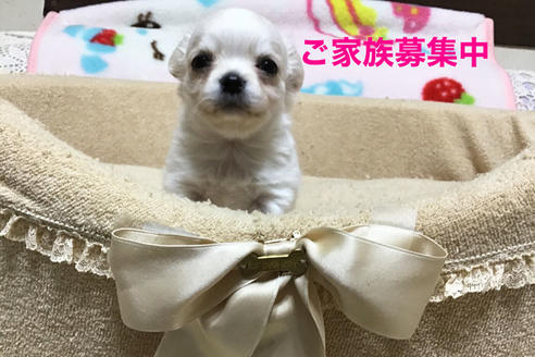 成約済の静岡県のチワワ(ロングコート)-121011の2枚目