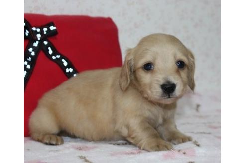成約済の埼玉県のカニンヘンダックスフンド(ロングヘアード)-121029の2枚目