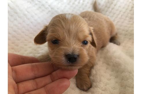 成約済の京都府のチワックス:チワワ×ミニチュアダックスフンド-121060の6枚目
