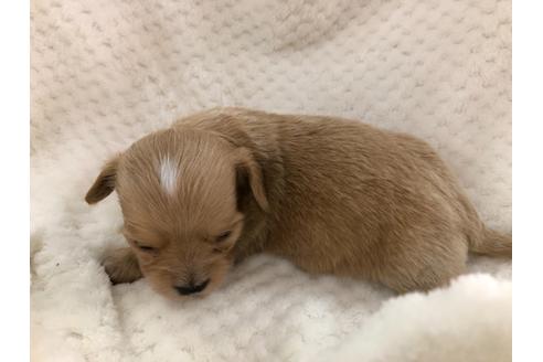 成約済の京都府のチワックス:チワワ×ミニチュアダックスフンド-121060の5枚目