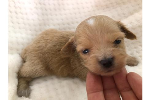 成約済の京都府のチワックス:チワワ×ミニチュアダックスフンド-121060の4枚目