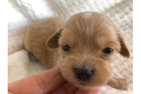 成約済の京都府のチワックス:チワワ×ミニチュアダックスフンド-121060の3枚目