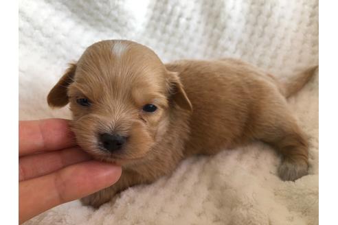 成約済の京都府のチワックス:チワワ×ミニチュアダックスフンド-121060の1枚目