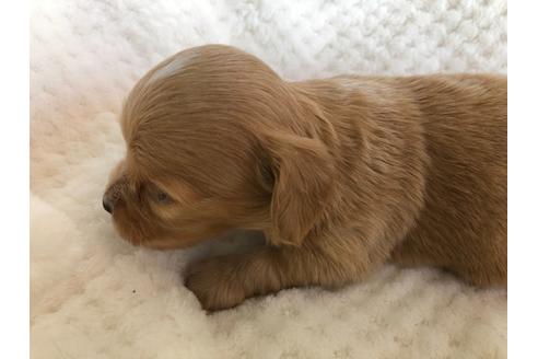 成約済の京都府のチワックス:チワワ×ミニチュアダックスフンド-121060の2枚目