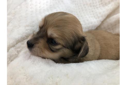 成約済の京都府のチワックス:チワワ×ミニチュアダックスフンド-121401の4枚目