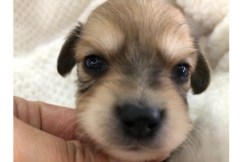 成約済の京都府のチワックス:チワワ×ミニチュアダックスフンド-121401の3枚目