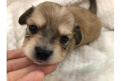 成約済の京都府のチワックス:チワワ×ミニチュアダックスフンド-121401の1枚目