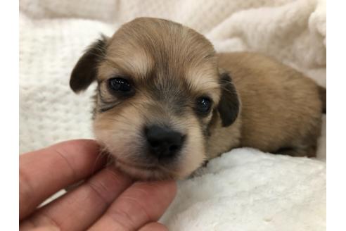 成約済の京都府のチワックス:チワワ×ミニチュアダックスフンド-121401の2枚目