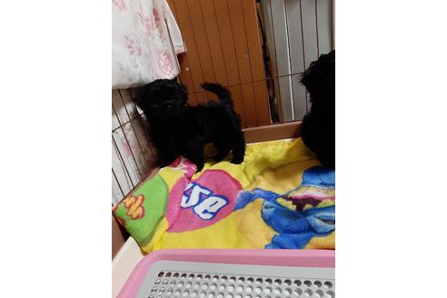 成約済の兵庫県のミックス犬-118845の2枚目