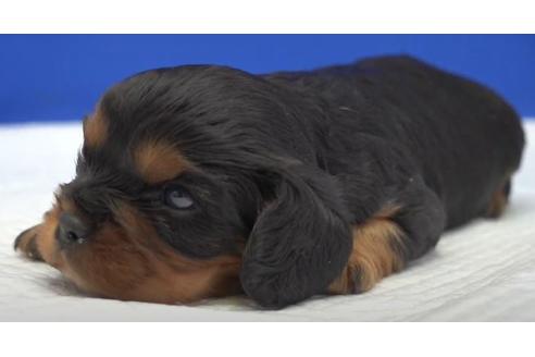 成約済の愛知県のキャバリアキングチャールズスパニエル-121099の2枚目