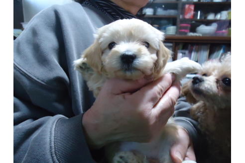 成約済の栃木県のマルプー:マルチーズ×トイプードル-121127の1枚目