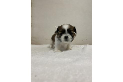 成約済の福岡県のシーズー-121129の1枚目