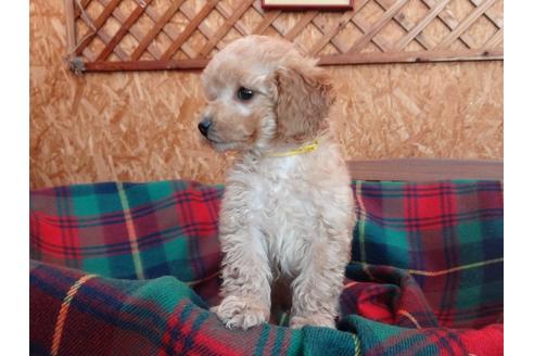 宮城県のトイプードル 女の子 12 02生まれ おちゃめで甘えっこ アプリコットの元気な女の子 子犬id ブリーダーナビ