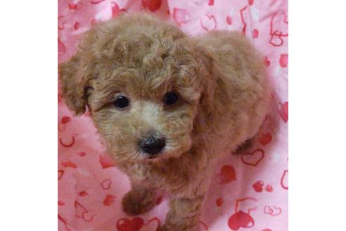 成約済の静岡県のタイニープードル-121142の3枚目