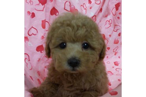 成約済の静岡県のタイニープードル-121142の2枚目