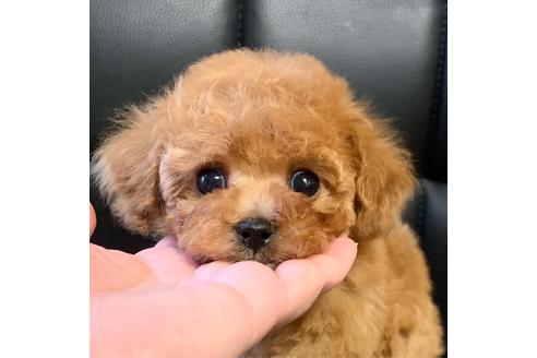 成約済の広島県のミックス犬-121147の8枚目