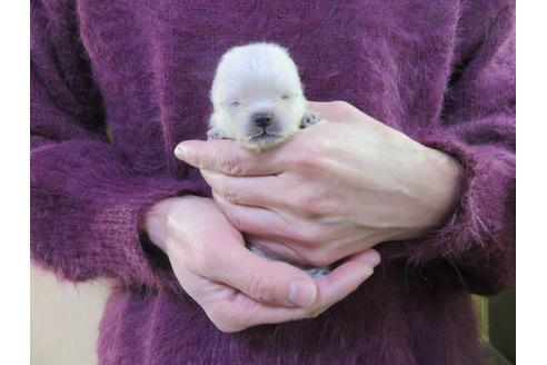 成約済の愛知県のポメラニアン-121196の5枚目