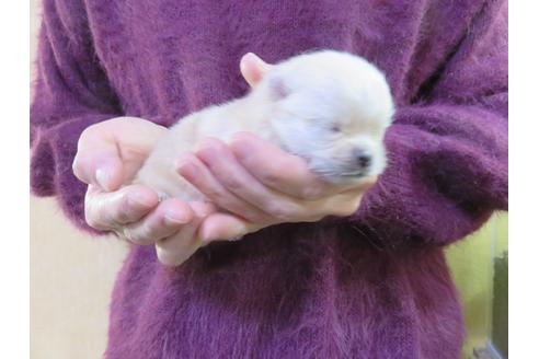 成約済の愛知県のポメラニアン-121196の4枚目