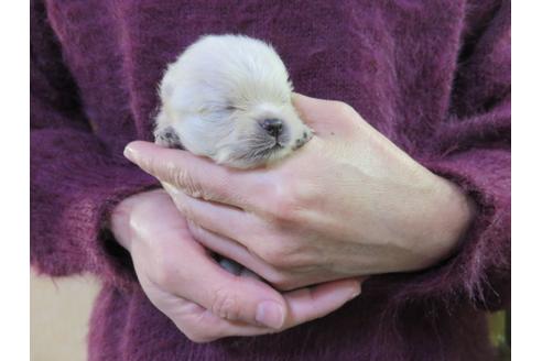 成約済の愛知県のポメラニアン-121196の3枚目