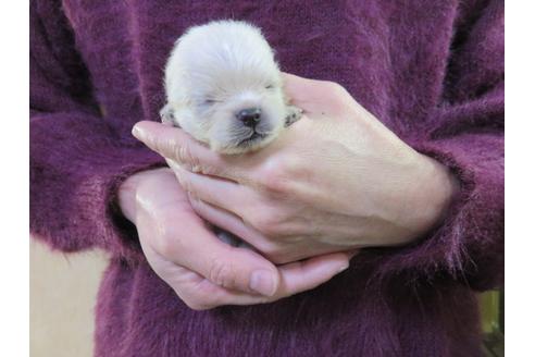 成約済の愛知県のポメラニアン-121196の2枚目
