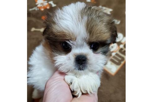 成約済の鹿児島県のミックス犬-117808の1枚目