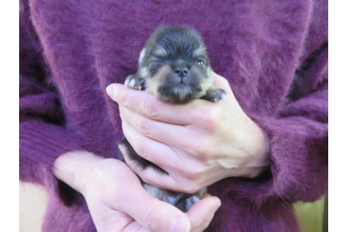 成約済の愛知県のポメラニアン-121199の3枚目