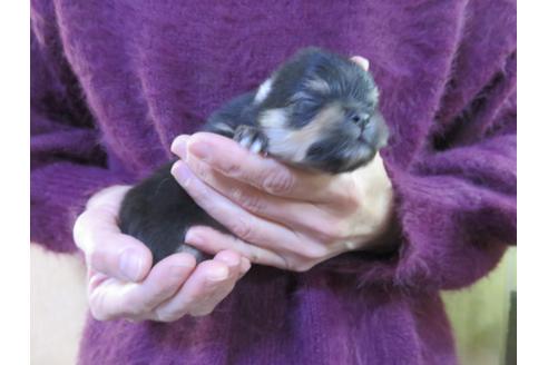 成約済の愛知県のポメラニアン-121199の2枚目