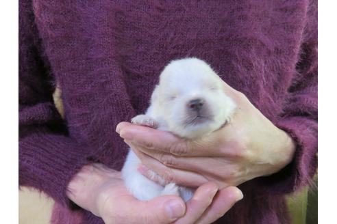 成約済の愛知県のポメラニアン-121200の8枚目