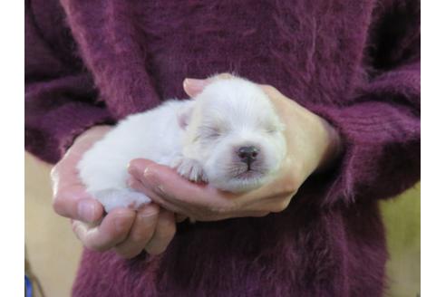 成約済の愛知県のポメラニアン-121200の7枚目